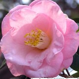 CamelliaXO