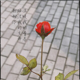 xiaowangziderousier