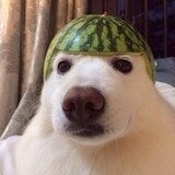 Melondoggy