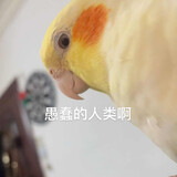 Cockatielxuanying
