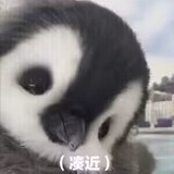 zuiai_xiaobaicai