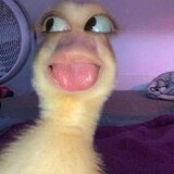 RosemarieMundog