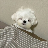chenyuzc