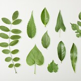 reaibiaobendedaxiong