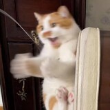 honsooll