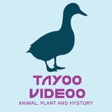 tayoo.videoo