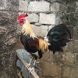 RGC_BANTAM