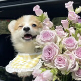 ____ianchilejiwanya_