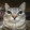 zazu-