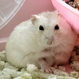 hamstercangshuguazi