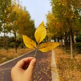 yizhizhuoyuede___