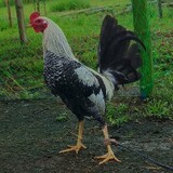 SEJ GAMEFARM