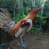 JMBACKYARD
