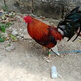 Hi Su Ka