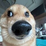 haisenbaodedidi
