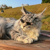 masilingdemianyin___