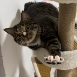 miaolingdalaohu