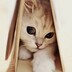__aoyuwenhua