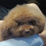 xiaoxiaoxiaojiu