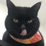 heibuliuqiudekutouer