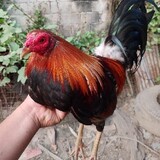 RGC_BANTAM