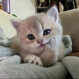 xianhetongxue_