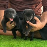 Black Shepherd