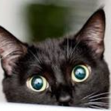 Onyxthecat