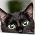 Onyxthecat