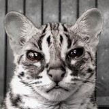 CatPedia