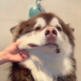 beyongs