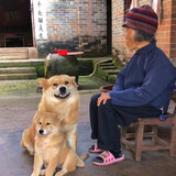 qiqiqijiadegoubaomen