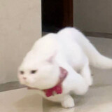 mishuibuzhe