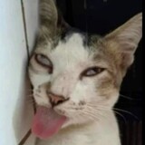 Irfan Maulana_8702