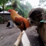 jemzlaurin