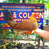 Dondon Gamefowl