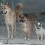 trí hiếu đẹp trai