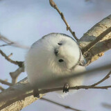 hundaobiye_
