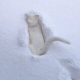 zhidui변백현zhemi_