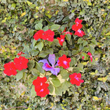 xiatiandebaixiangguo