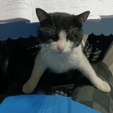 wangwuhepingjingying