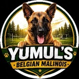 Axel the Belgmali