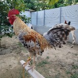 Golden Hill Gamefarm