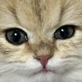 weiguinicheng_el