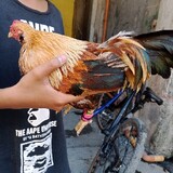 ZDB_bantam
