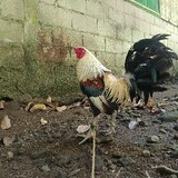 Cesar Cagadas_1122