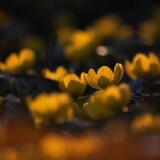 xiayi_