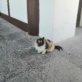 gulugulumogutang