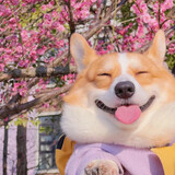 chaokeaidehoney
