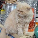 ชาร้อนข้าวเย็น